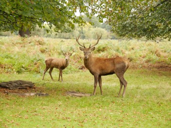 Deer in Bushy Park
